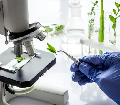 In vitro · DPPH · radical interaction